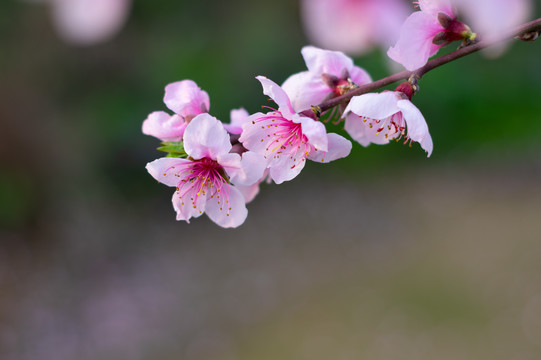 湖北黄石沼山森林公园春季风光