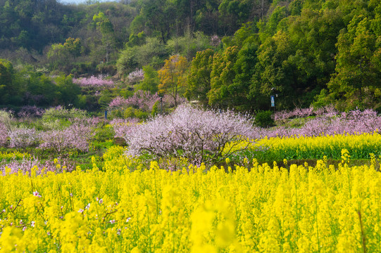 湖北黄石沼山森林公园春季风光