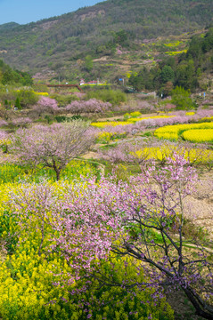 湖北黄石沼山森林公园春季风光