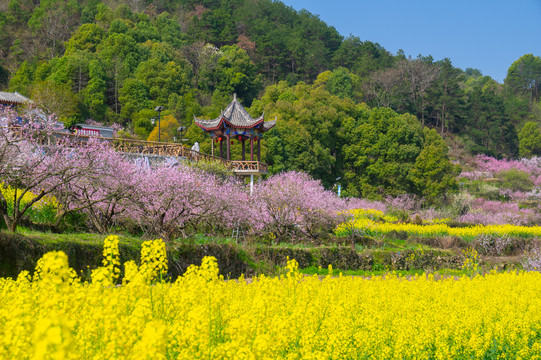 湖北黄石沼山森林公园春季风光