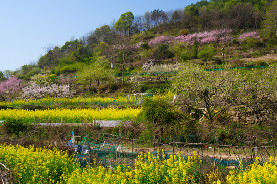 湖北黄石沼山森林公园春季风光