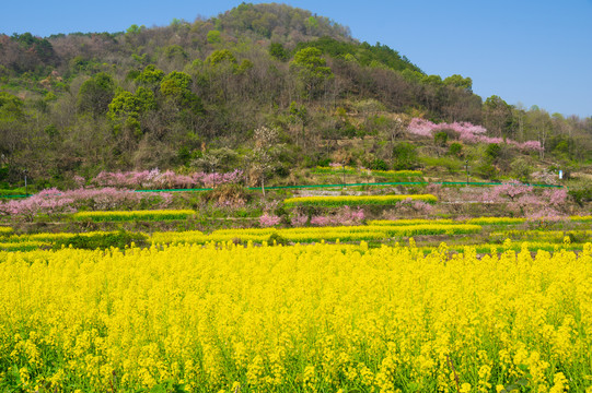 湖北黄石沼山森林公园春季风光