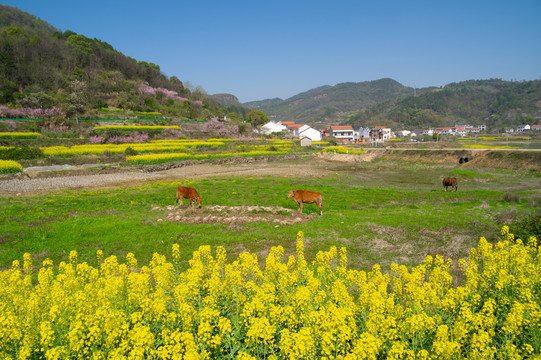 湖北黄石沼山森林公园春季风光