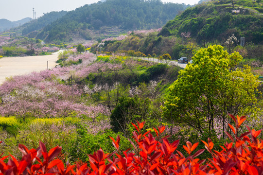 湖北黄石沼山森林公园春季风光