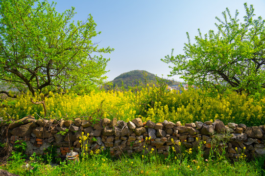 湖北黄石沼山森林公园春季风光