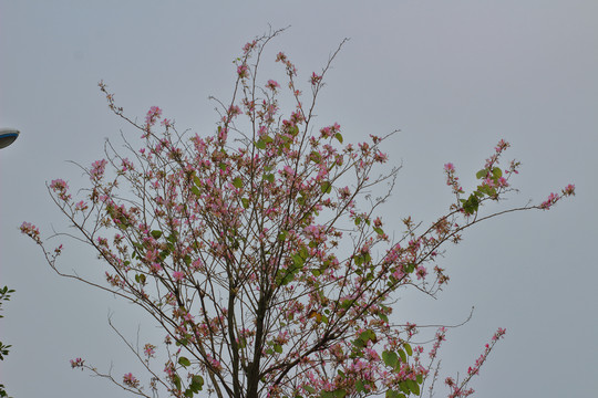 花树