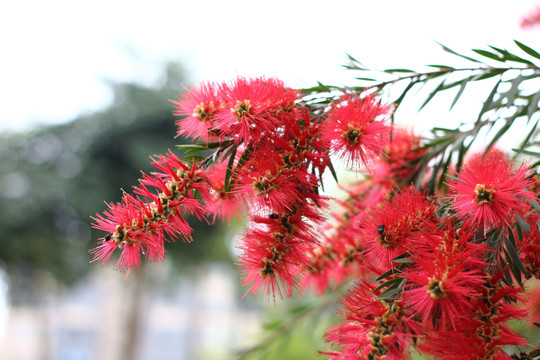 红瓶刷花