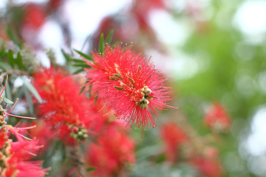 红瓶刷树花