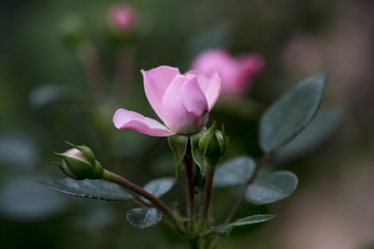 玫瑰花卉