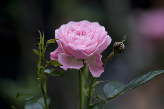 玫瑰花卉