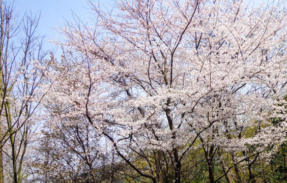 樱花盛开