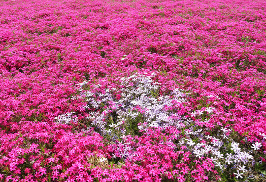 芝樱花