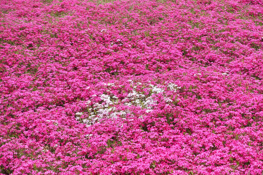 芝樱花