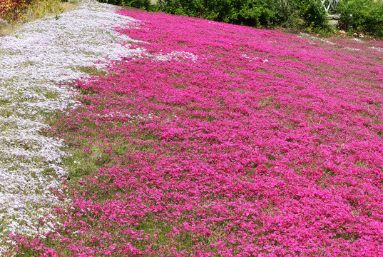 芝樱花