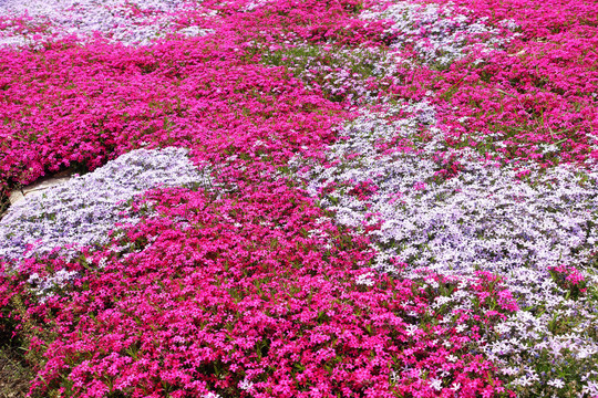 芝樱花