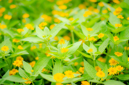 黄色野菊花图案