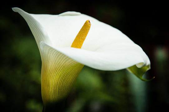 白百合花