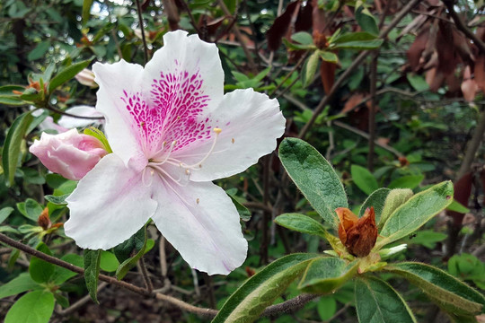 白杜鹃花