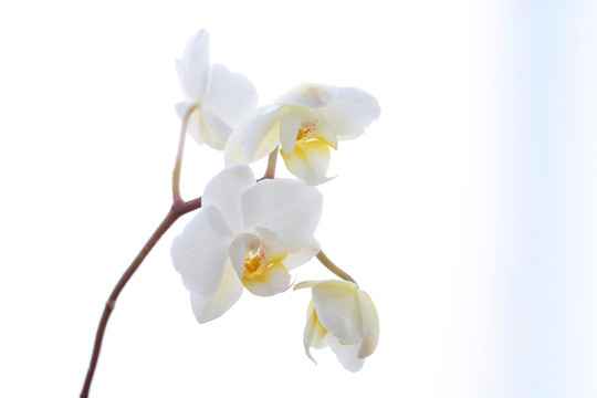 白色背景的白色兰花