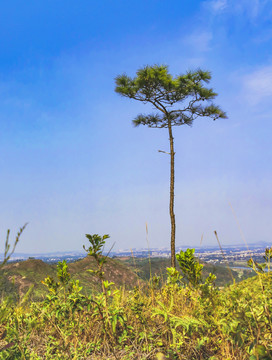 一颗小树