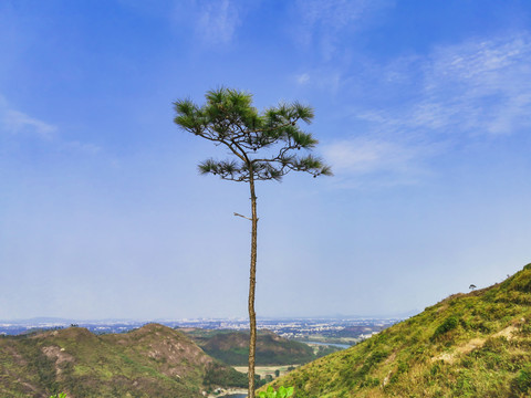 一颗小树