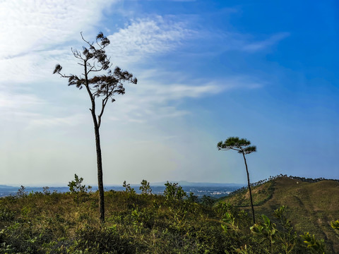 一颗小树