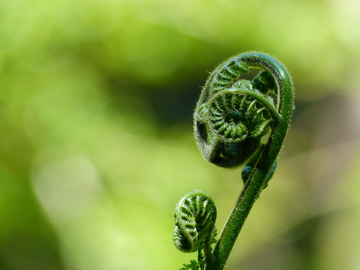 绿色植物