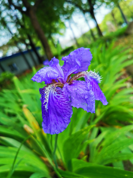 鸢尾花