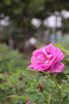 月季花花朵