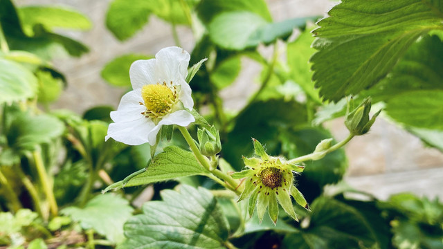 白花草莓