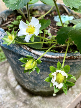 白花草莓