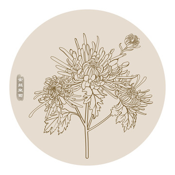 線描金絲皇菊