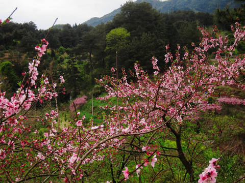 桃花树