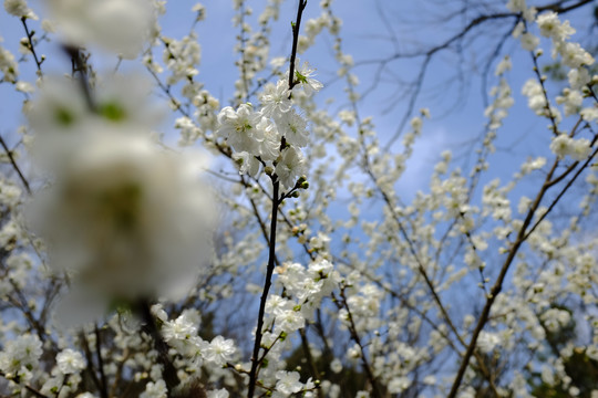 春日白色梨花