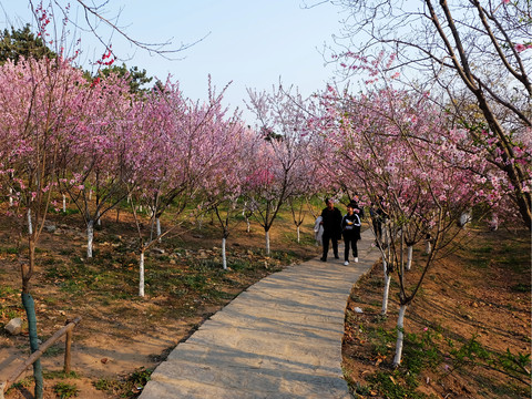 桃花涧桃花林