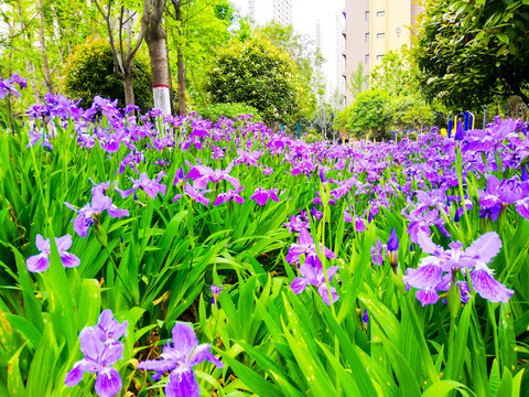 鸢尾花