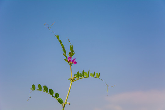 野豌豆花