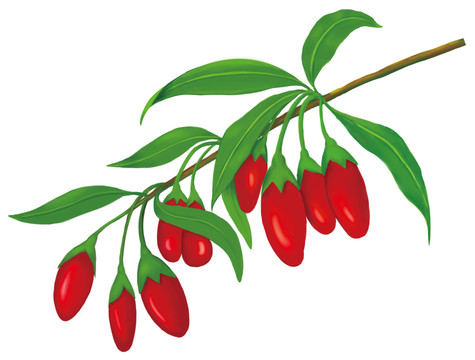 枸杞子插畫