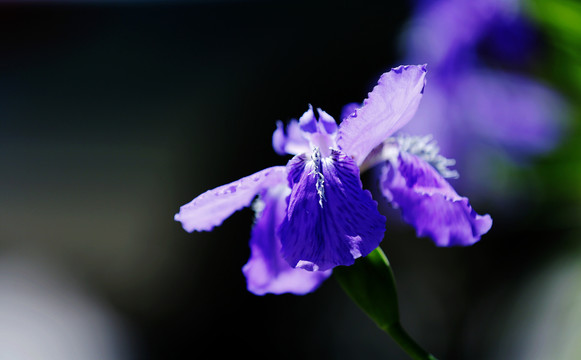 鸢尾花开