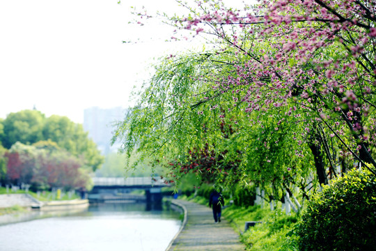 春日小景