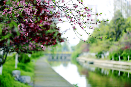 春日小景