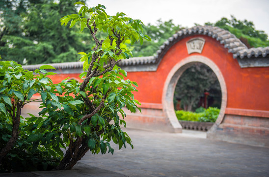 永祚寺牡丹园