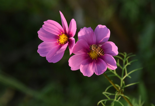 格桑花