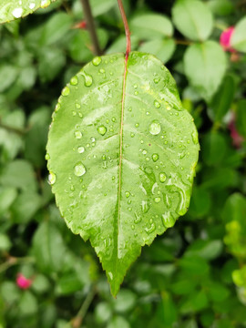 雨后的水珠