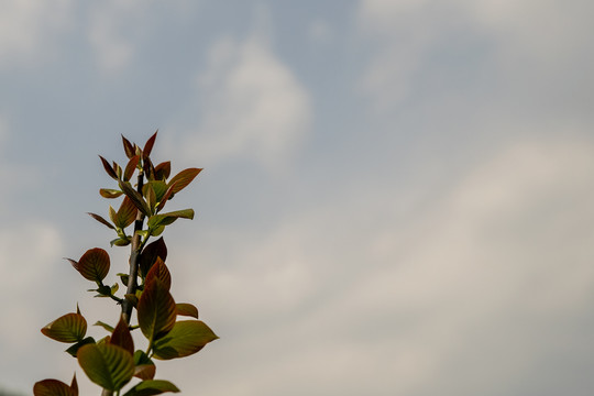 植物蓝天素材