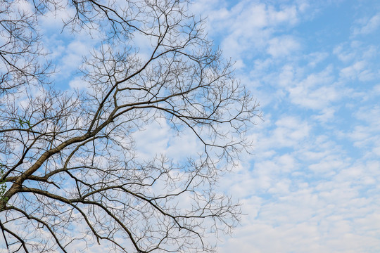 仰拍树枝天空