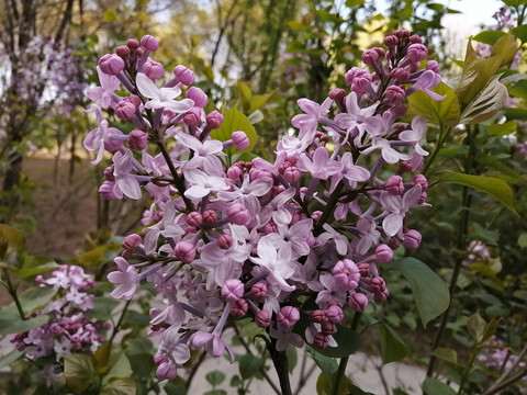 春天的花卉花草