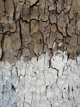 树皮树干纹理素材背景图