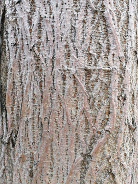 树干树皮纹理背景图
