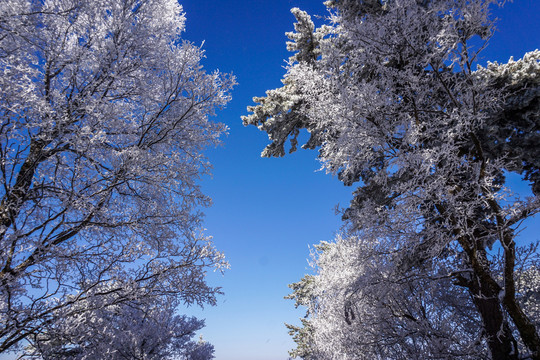 雪景雾凇